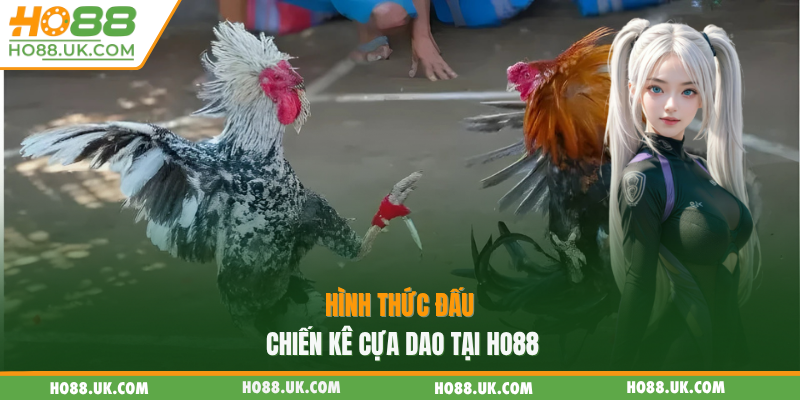 Hình thức đấu chiến kê cựa dao tại HO88