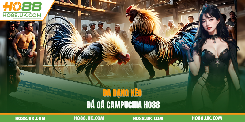 Đa dạng kèo đá gà Campuchia HO88