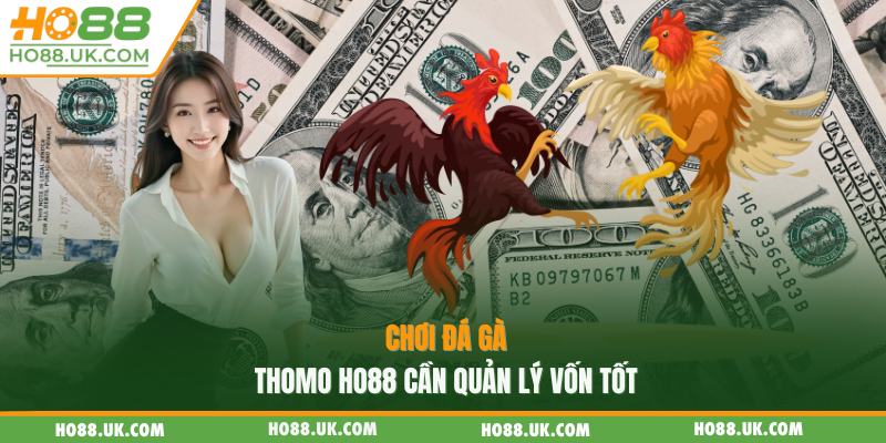Chơi đá gà thomo HO88 cần quản lý vốn tốt