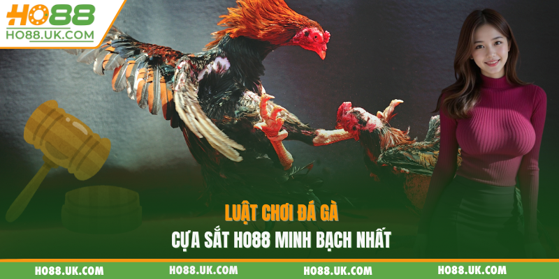 Luật chơi đá gà cựa sắt HO88 minh bạch nhất