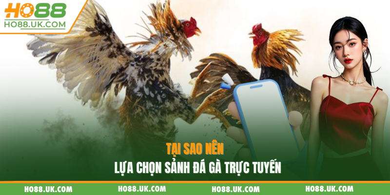 Tại sao nên lựa chọn sảnh đá gà trực tuyến