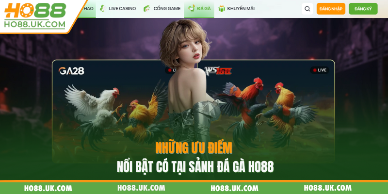 Những ưu điểm nổi bật có tại sảnh đá gà HO88